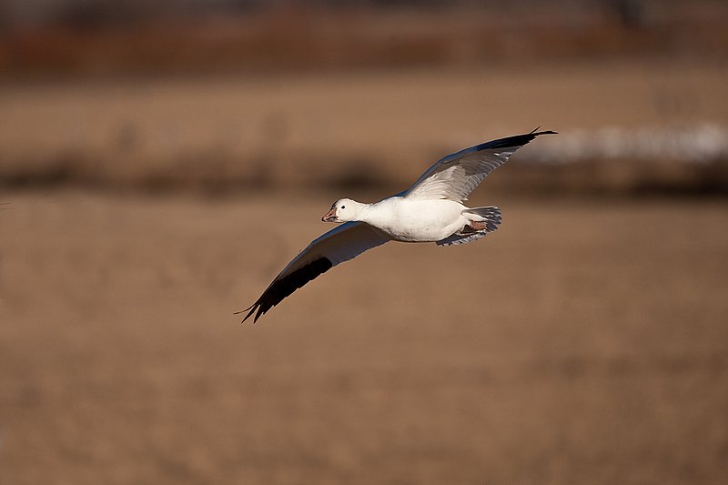 ©TC-Snow Geese-D00373-00344.jpg :: Snow Goose in flight over farm fields with other geese feeding on the field