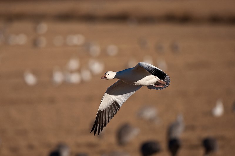 ©TC-Snow Geese-D00373-00347.jpg :: Snow Goose in flight over farm fields with other geese feeding on the field