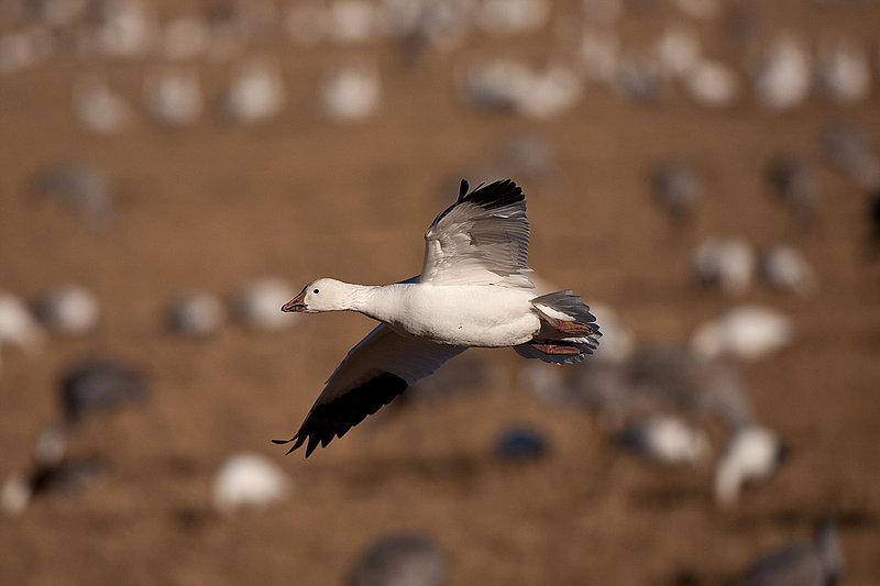©TC-Snow Geese-D00373-00348.jpg :: Snow Goose in flight over farm fields with other geese feeding on the field
