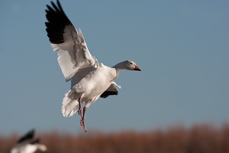 ©TC-Snow Geese-D00373-00352.jpg :: Snow Goose landing on water admist others on the lake