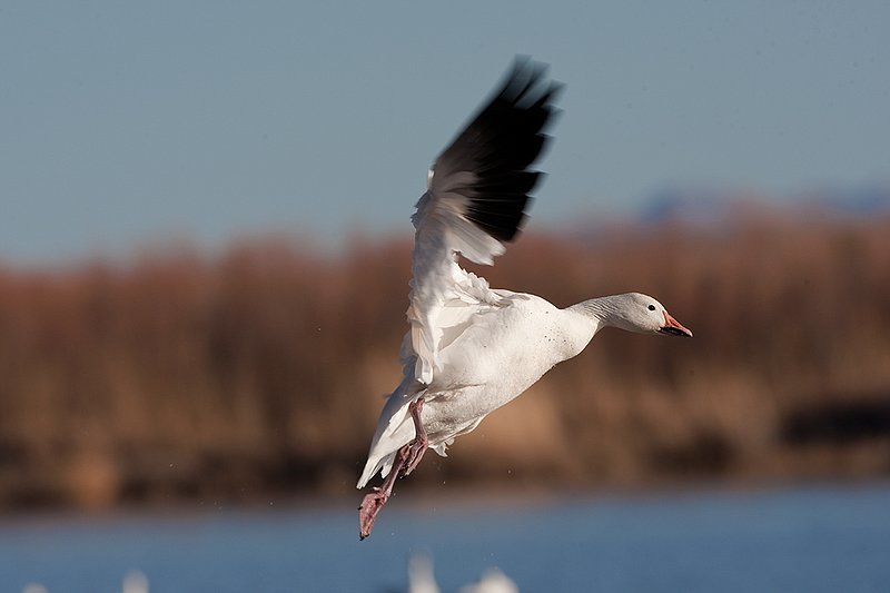 ©TC-Snow Geese-D00373-00353.jpg :: Snow Goose landing on water admist others on the lake