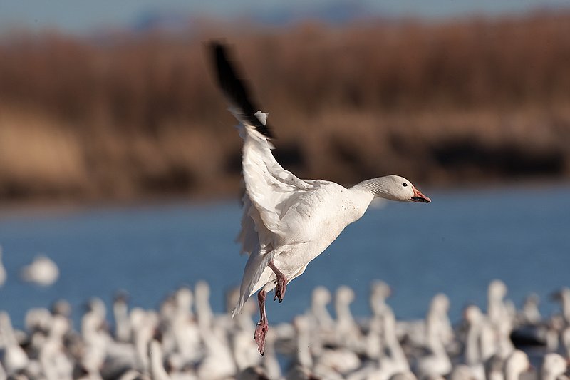 ©TC-Snow Geese-D00373-00355.jpg :: Snow Goose landing on water admist others on the lake