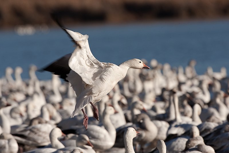 ©TC-Snow Geese-D00373-00357.jpg :: Snow Goose landing on water admist others on the lake