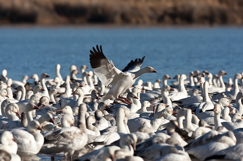©TC-Snow Geese-D00373-00360.jpg :: Snow Goose landing on water admist others on the lake
