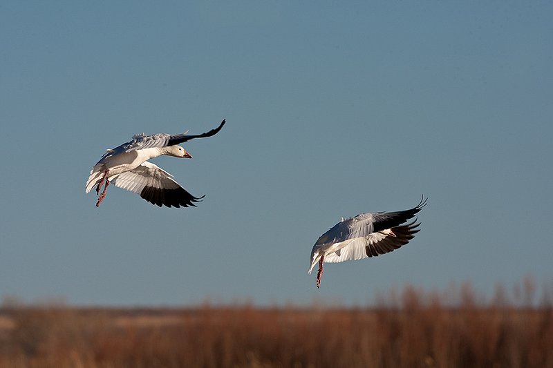 ©TC-Snow Geese-D00373-00368.jpg :: Snow Geese landing on water with others already on lake