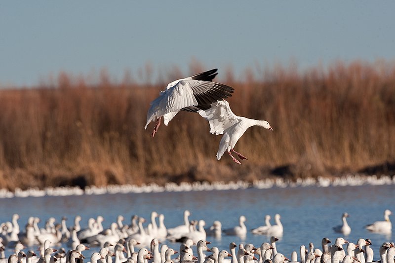 ©TC-Snow Geese-D00373-00371.jpg :: Snow Geese landing on water with others already on lake