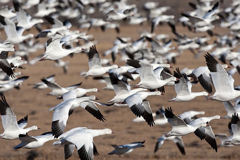 ©TC-Snow Geese-D00373-00443.jpg :: Snow Geese in fligh above field where other geese are feeding