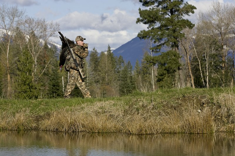 ©TC-Turkey Hunting-D90006-00462.jpg :: Turkey Hunter wearing Advantage Max 4HD Camo carries his Merriam Long bearded gobbler along edge of meadow with snow capped mountains in background.