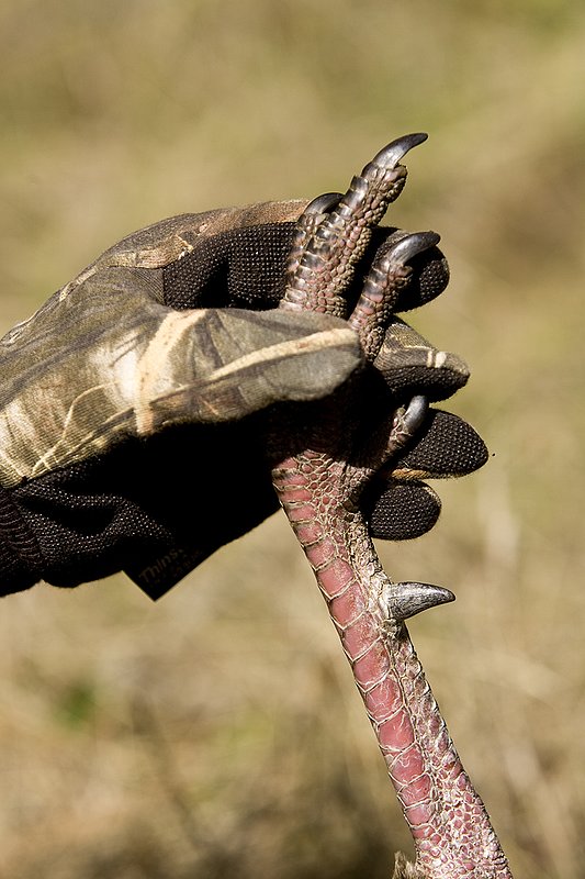 ©TC-Turkey Hunting-D90006-00471.jpg :: Gloved hand holding leg of Merriam Wild Turkey showing the spur on leg.