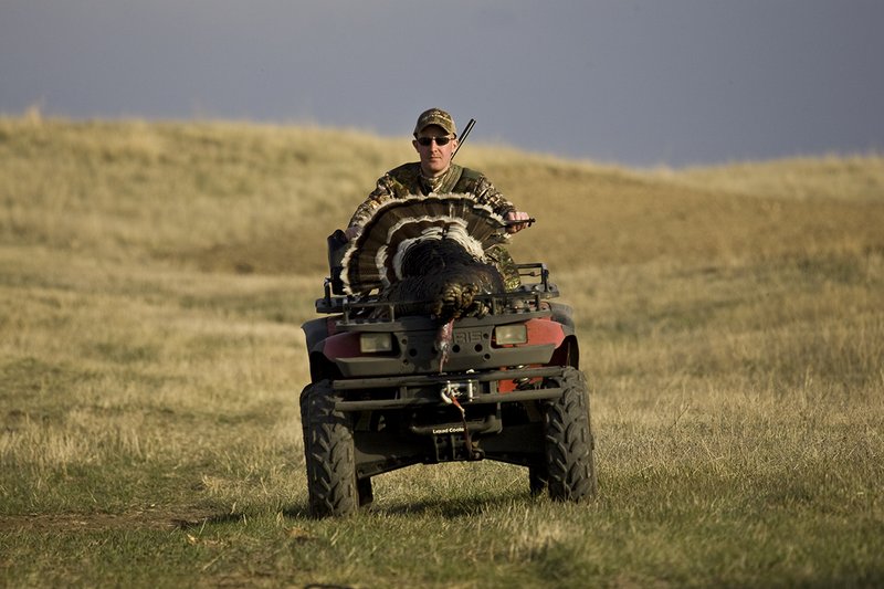 ©TC-Turkey Hunting-D90006-00711.jpg :: Turkey Hunter wearing Advantage Max 4 HD camo and carrying a Winchester Shotgun packs his Merriam Wild Turkey Long Beard on a Polaris ATV on his way back toward camp
