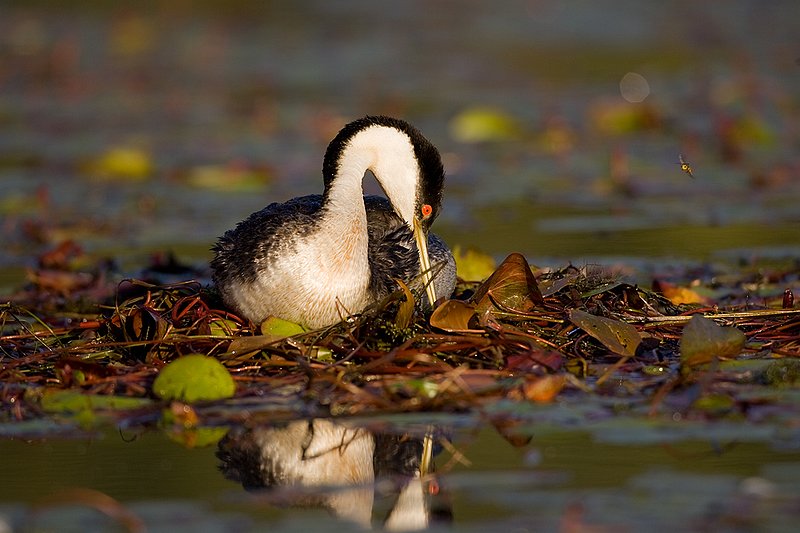 ©TC-Western Grebe-D00584-00215.jpg