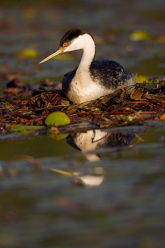 ©TC-Western Grebe-D00584-00216.jpg
