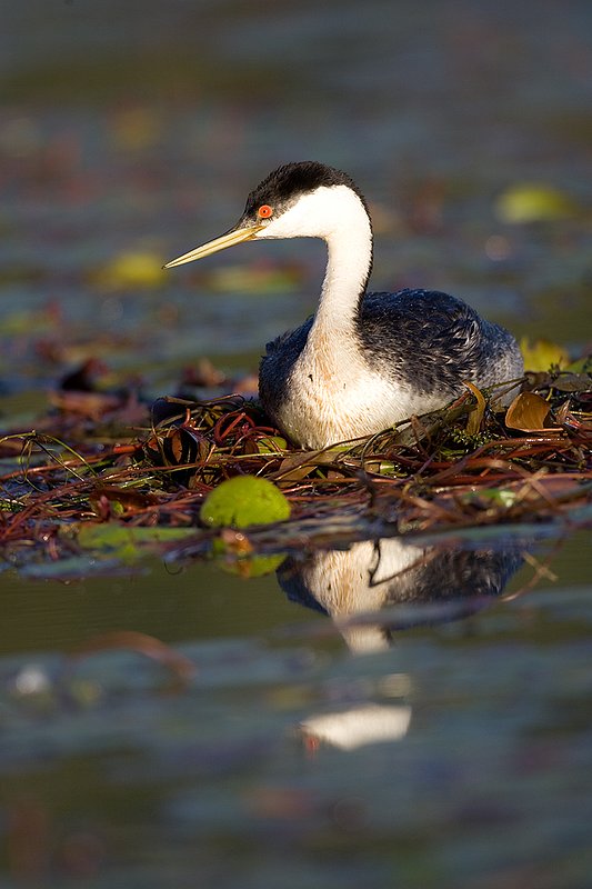 ©TC-Western Grebe-D00584-00219.jpg
