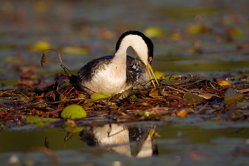 ©TC-Western Grebe-D00584-00220.jpg