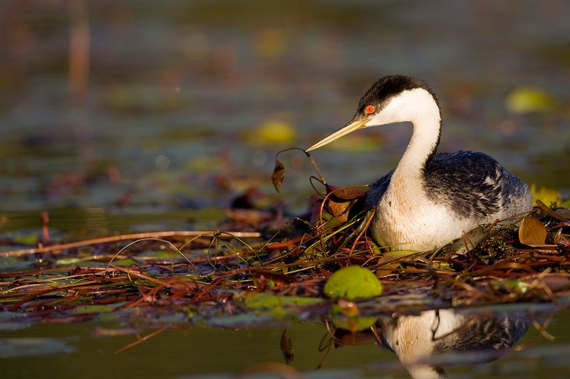 ©TC-Western Grebe-D00584-00222.jpg