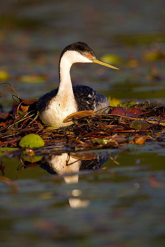 ©TC-Western Grebe-D00584-00225.jpg
