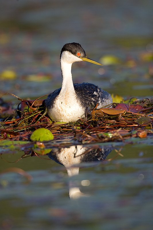 ©TC-Western Grebe-D00584-00228.jpg