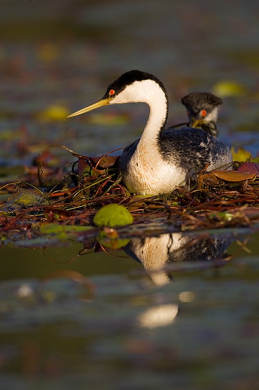 ©TC-Western Grebe-D00584-00234.jpg