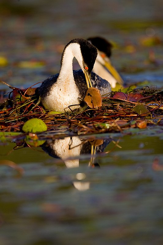 ©TC-Western Grebe-D00584-00236.jpg
