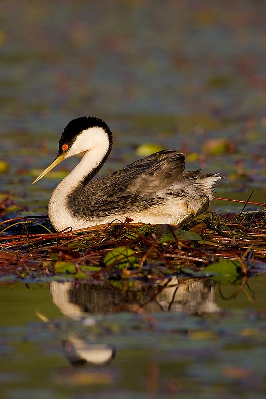 ©TC-Western Grebe-D00584-00281.jpg