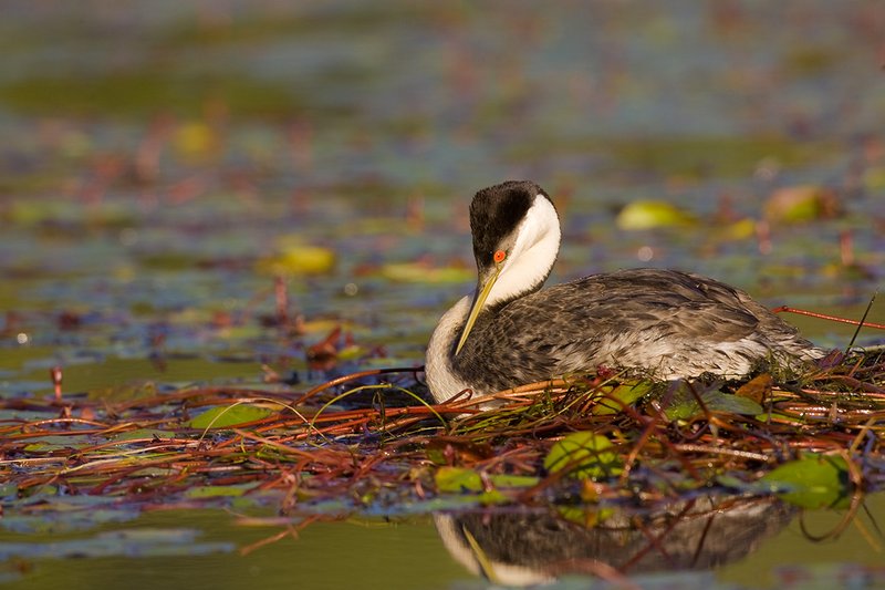 ©TC-Western Grebe-D00584-00282.jpg