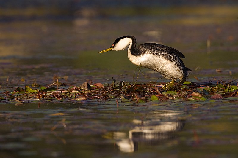 ©TC-Western Grebe-D00584-00285.jpg