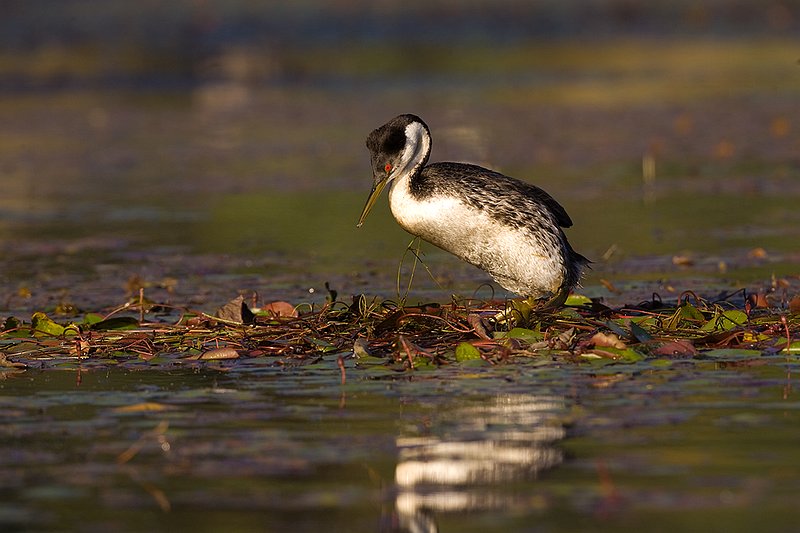 ©TC-Western Grebe-D00584-00287.jpg