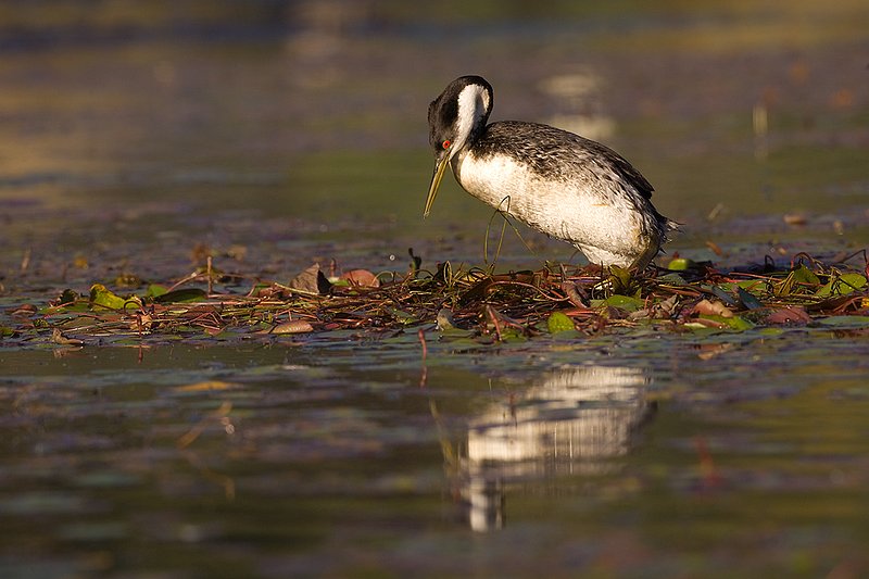 ©TC-Western Grebe-D00584-00288.jpg