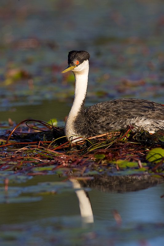 ©TC-Western Grebe-D00584-00292.jpg