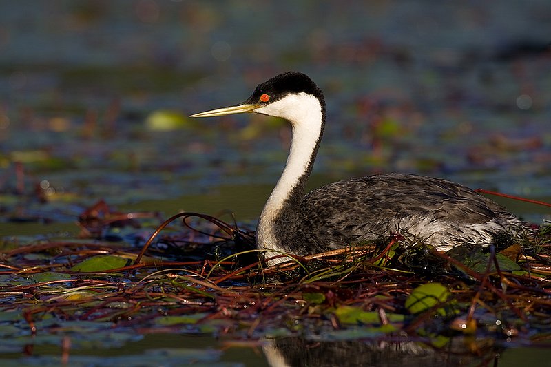 ©TC-Western Grebe-D00584-00293.jpg