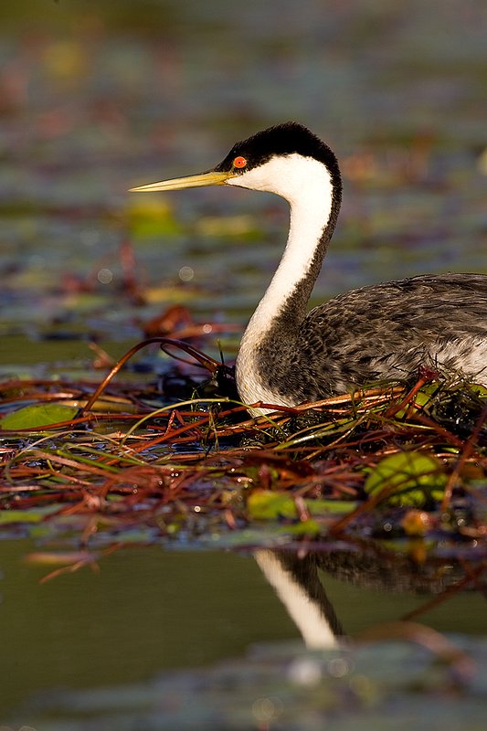 ©TC-Western Grebe-D00584-00295.jpg