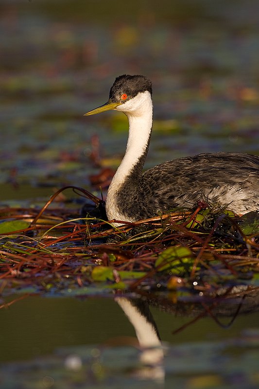 ©TC-Western Grebe-D00584-00300.jpg