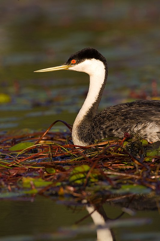 ©TC-Western Grebe-D00584-00303.jpg