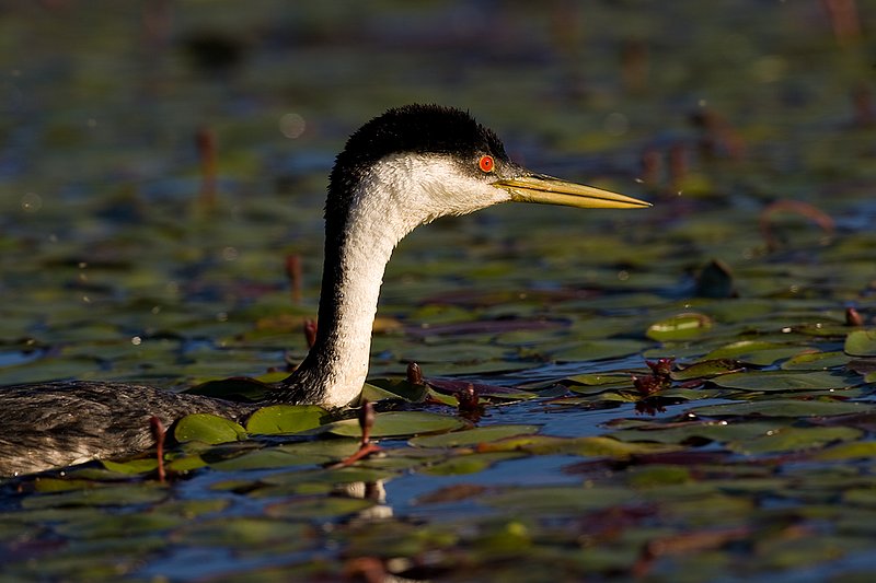 ©TC-Western Grebe-D00584-00305.jpg