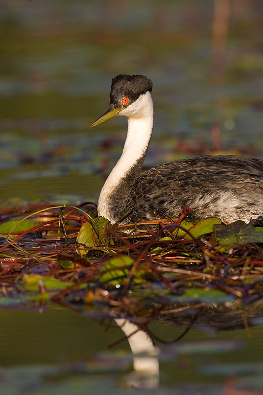 ©TC-Western Grebe-D00584-00306.jpg