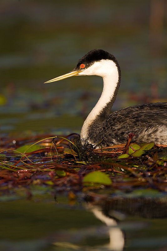 ©TC-Western Grebe-D00584-00308.jpg