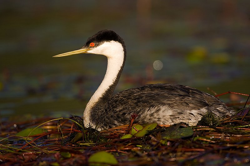 ©TC-Western Grebe-D00584-00309.jpg
