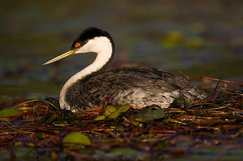 ©TC-Western Grebe-D00584-00311.jpg