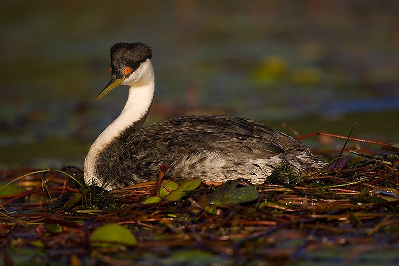 ©TC-Western Grebe-D00584-00312.jpg
