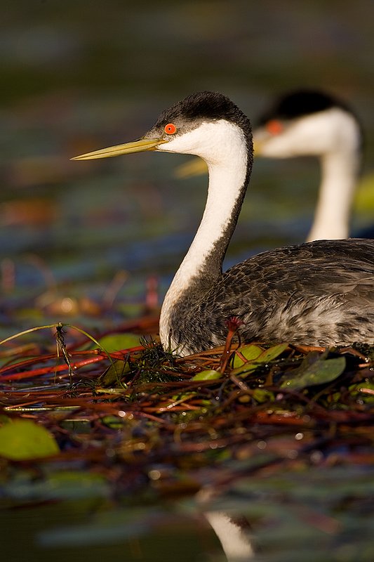 ©TC-Western Grebe-D00584-00316.jpg