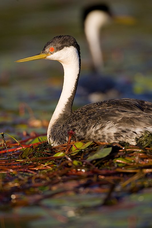 ©TC-Western Grebe-D00584-00317.jpg