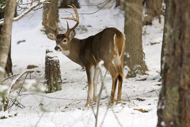 ©TC-Whitetail Bucks snow-D01088-00012.jpg :: 10 PT Whitetail Buck in open timber with snow on the ground, head/ears up alert