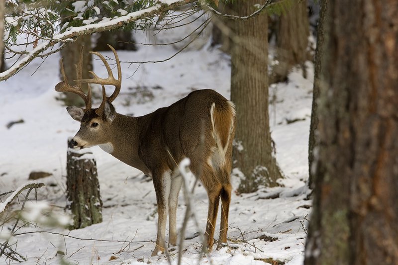 ©TC-Whitetail Bucks snow-D01088-00015.jpg :: 10 PT Whitetail Buck in open timber with snow on the ground, head/ears up alert