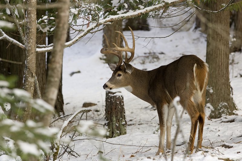 ©TC-Whitetail Bucks snow-D01088-00018.jpg :: 10 PT Whitetail Buck in open timber with snow on the ground, head/ears up alert