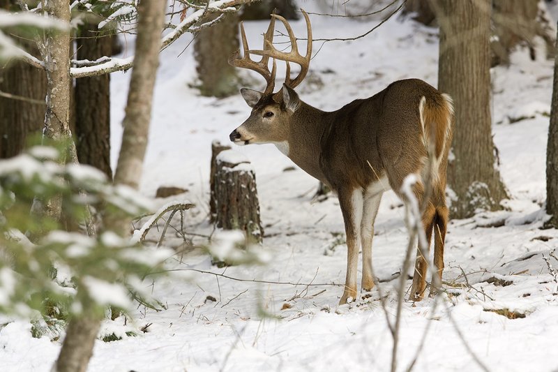 ©TC-Whitetail Bucks snow-D01088-00027.jpg :: 10 PT Whitetail Buck in open timber with snow on the ground, head/ears up alert