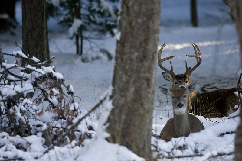 ©TC-Whitetail Bucks snow-D01088-00035.jpg :: 10 PT Whitetail Buck bedded in open timber behind doe with snow on the ground, head/ears up alert