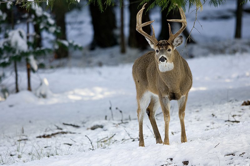 ©TC-Whitetail Bucks snow-D01088-00038.jpg :: 10 PT Whitetail Buck in open timber with snow on the ground, head/ears up alert