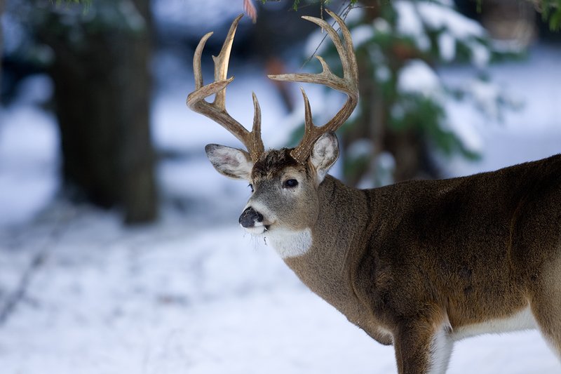 ©TC-Whitetail Bucks snow-D01088-00047.jpg :: 10 PT Whitetail Buck in open timber with snow on the ground, head/ears up alert