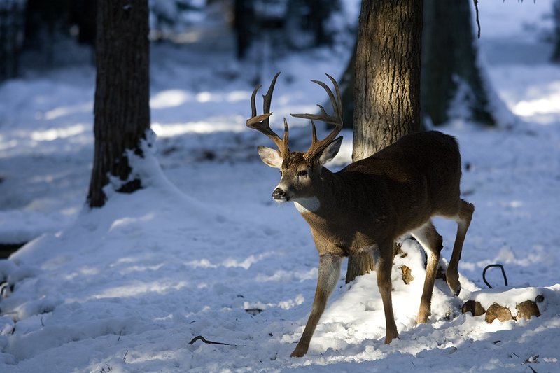 ©TC-Whitetail Bucks snow-D01088-00114.jpg :: 10 PT Whitetail Buck walking through open timber with snow on the ground, head/ears up alert