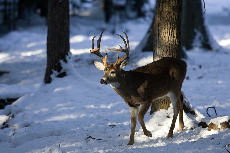 ©TC-Whitetail Bucks snow-D01088-00117.jpg :: 10 PT Whitetail Buck walking through open timber with snow on the ground, head/ears up alert